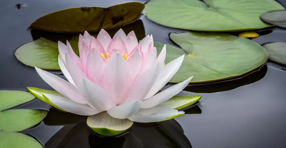 Meditation challenge